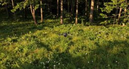 simple drones better results